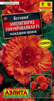 Бегония Америгибрид гофрированная мандарин оранж