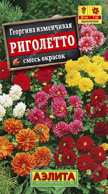 Георгина Риголетто, смесь окрасок