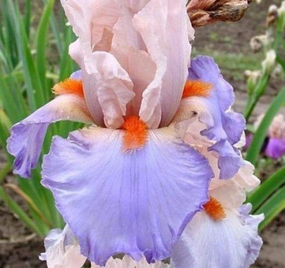 Iris germanica French Cancan1