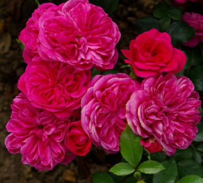 Rosa Sangria