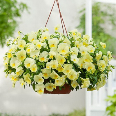 Viola wittr. Cool Wave Lemon Surprise