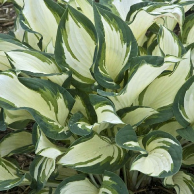 Hosta hybrid Dancing in the Rain