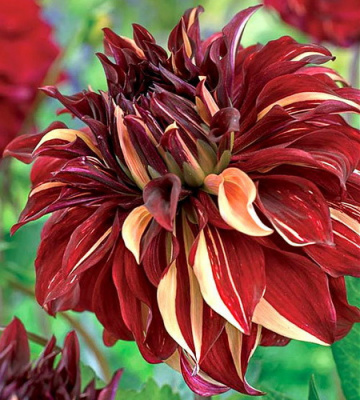 Dahlia Bohemian Spartacus