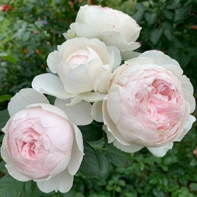 Rosa Herzogin Christiana (1)