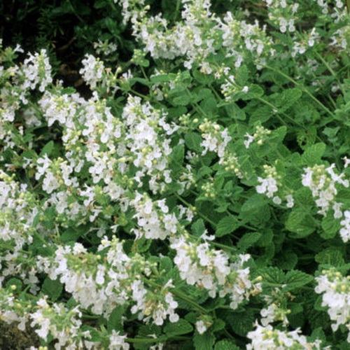 Nepeta fasseni Snowflake_1