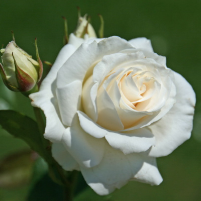Rosa Pascali