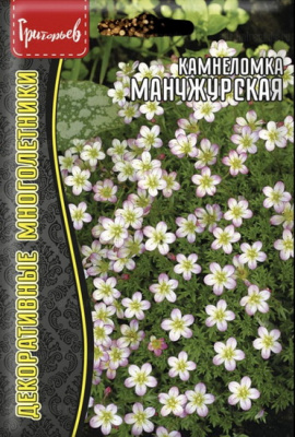 Камнеломка Манчжурская