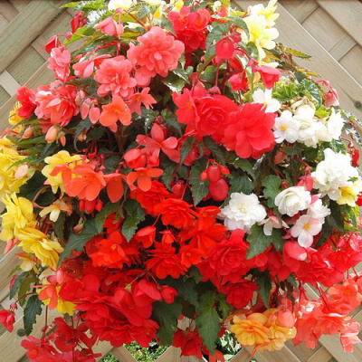 Begonia tub Illumination Mix