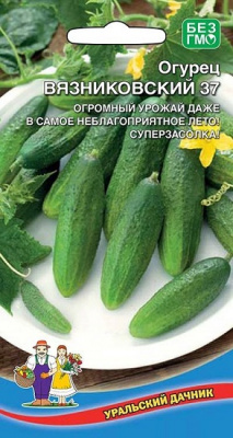 Огурец Вязниковский 37