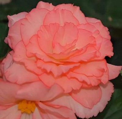 Begonia tuberhybrida Fortune Salmon Bicolour