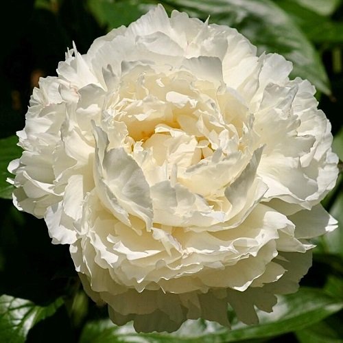 Paeonia Bowl of Cream_1