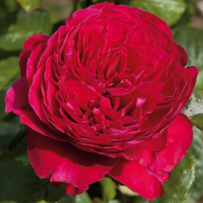 Rosa Alain Souchon0