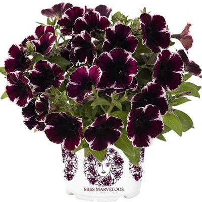 Петуния Sweetunia Miss Marvelous