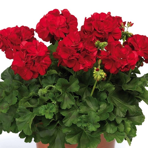 Пеларгония Trend Sophie Dark Red