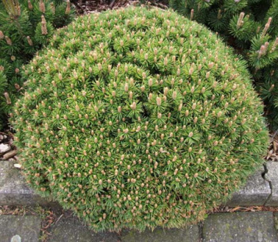 Pinus mugo Benjamin