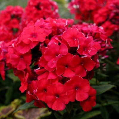 Phlox Grenadine Dream