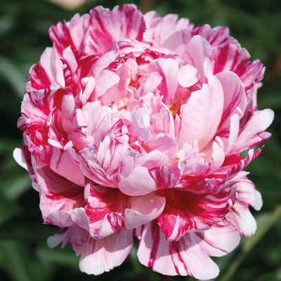 Paeonia Candy Striped
