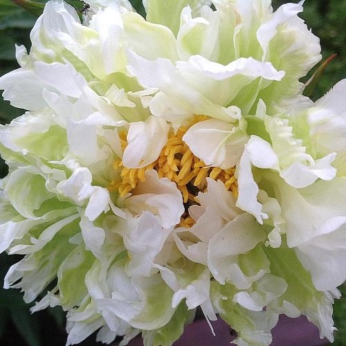 Paeonia Green Halo_1 (2)