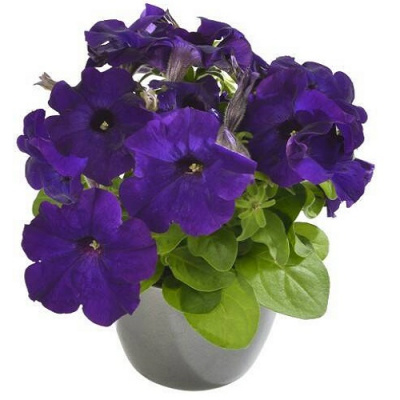 Petunia grandiflora Lupo Blue