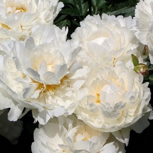 Paeonia Marshmallow Puff_1