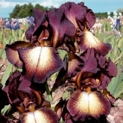 Iris germanica Provencal