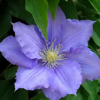 Clematis Ramona