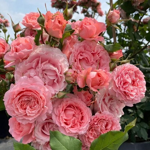 Rosa Corail gelee_4
