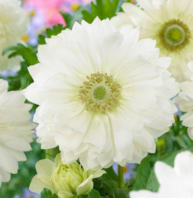 Anemone Mount Everest