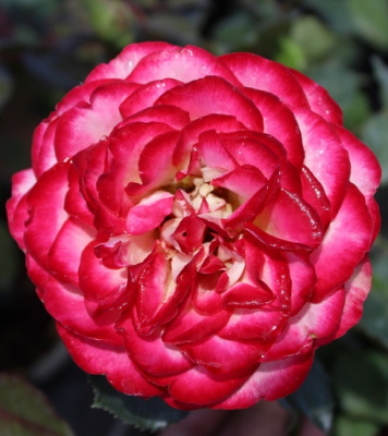 Rosa Mauritius