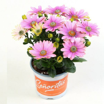Osteospermum Senorita Rosita Pink & White