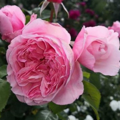 Роза Rose Light