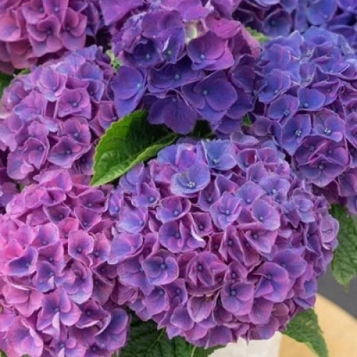 Hydrangea macrophylla Ningbo