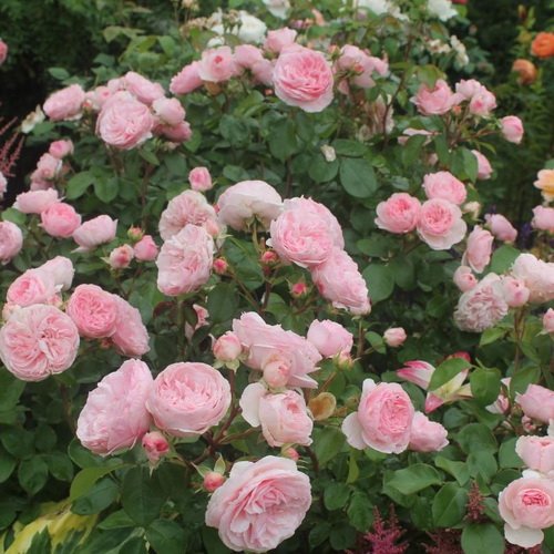 Rosa Mariatheresia