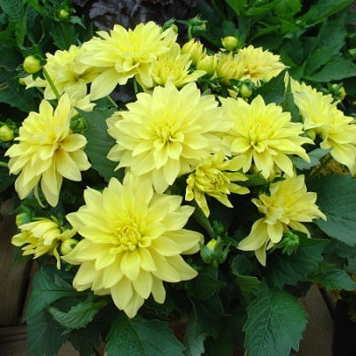Dahlia Gallery Pinto