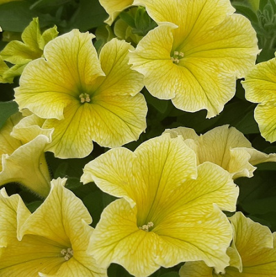 Petunia Fanfare New Yellow