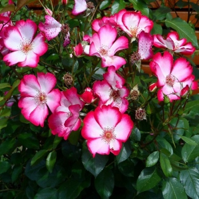 Rosa Pretty Kiss