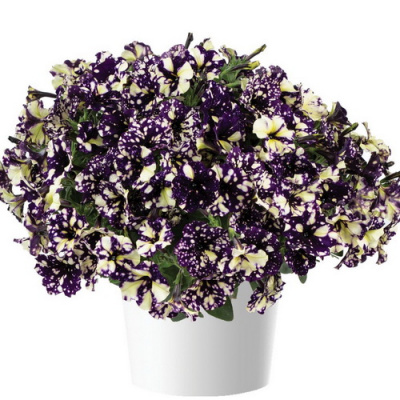 Petunia Splash Dance Violet Vogue