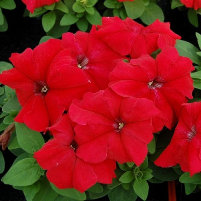 Petunia Festival Scarlet