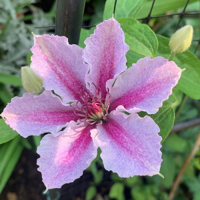Clematis Darius