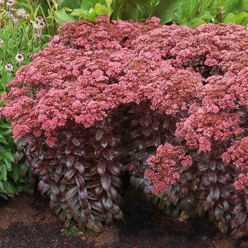 Sedum Dark Magic_3