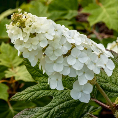 Hydrangea quercifolia Snow Queen_1