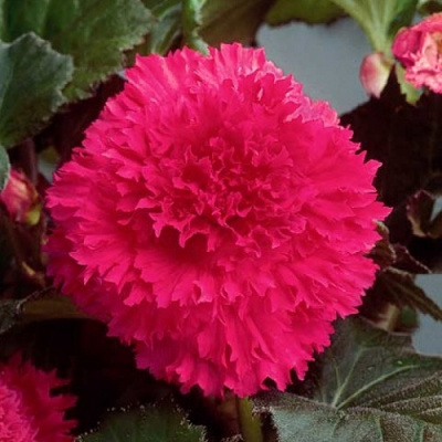 Begonia Fimbriata Pink