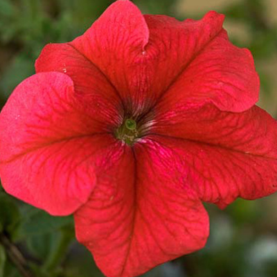 PETUNIA Lupo Red