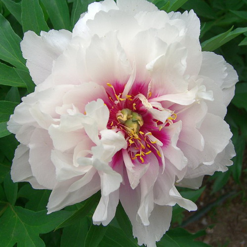 Paeonia Cora Louise_4
