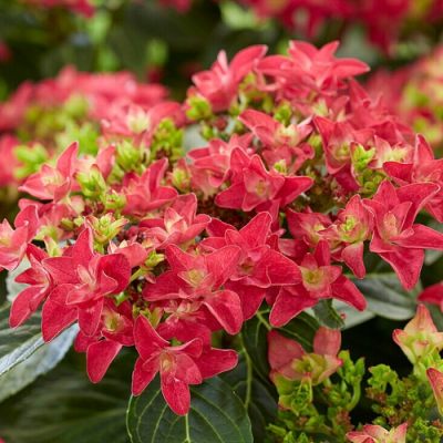 Hydrangea macrophylla Francy Hot Pink