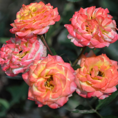 Rosa Hellen