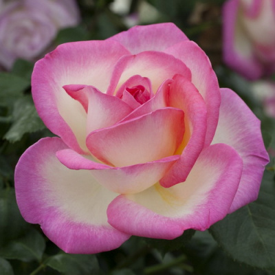 Rosa Princesse de Monaco