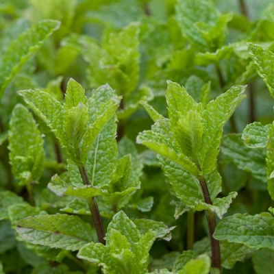Mentha spicata Moroccan