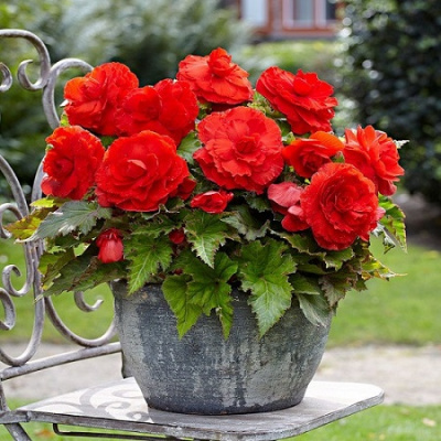 Begonia Superba Scarlet