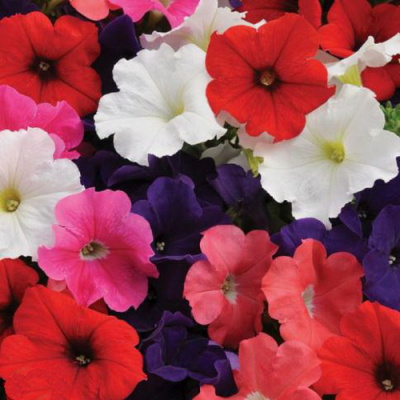 Petunia grandiflora Lupo Mix